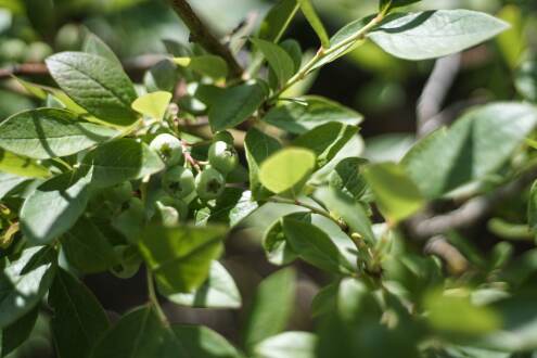 Es grünt so grün im heimischen Garten