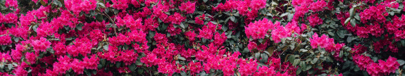 Rhododendron in voller Blüte