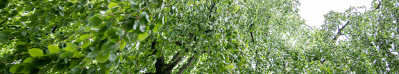 Ein Baum auf dem Bocholter Friedhof