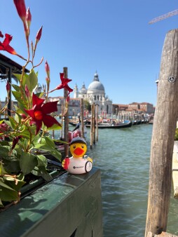 Neue Seite 1276_Ente in Venedig_Steffi Belting