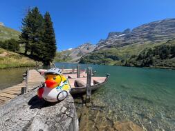 Neue Seite 1420_Ente in der Schweiz_Vera Kuhn