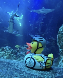 Neue Seite 926_Ente im Sealife_Abdullah Duran