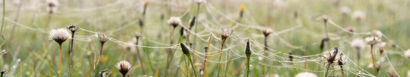 Wildflower meadow