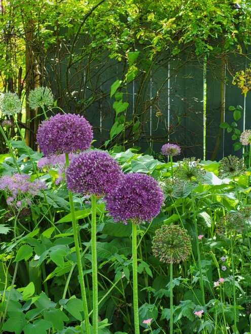 Open Garden Gate (Photo: Zweil) Open Garden Gate (Photo: Zweil)