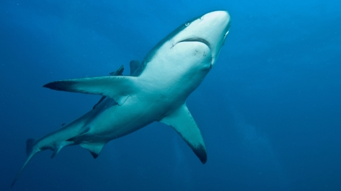 poster motif - blacktip reef shark_1