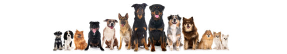 banner_dog