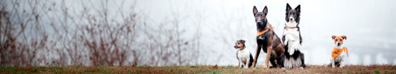 banner_dog2