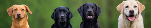 Dogs in Bocholt