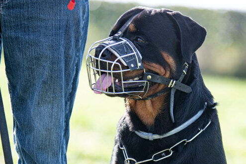 dog12 dog12