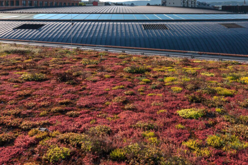 Green roof