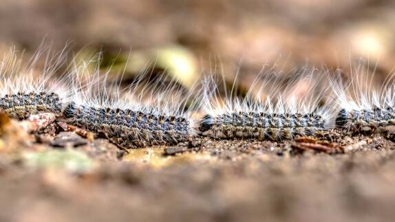 The oak processionary moth