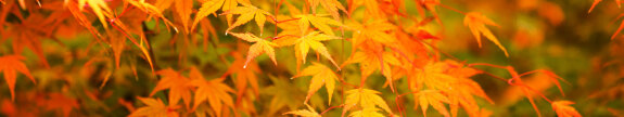 Colourful autumn leaves