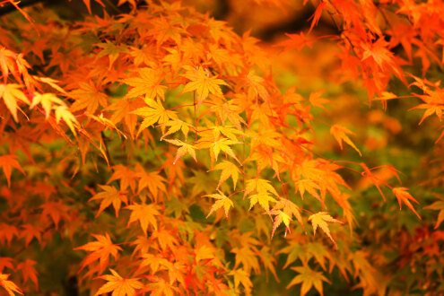 If you want, you can get your own bin for autumn leaves.