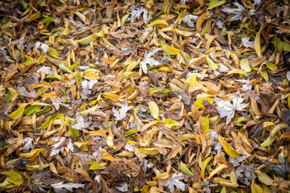 Leaf bin