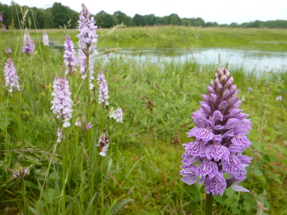 Zwillbrock_BSZ_P1070652_spotted orchid_E.Happe
