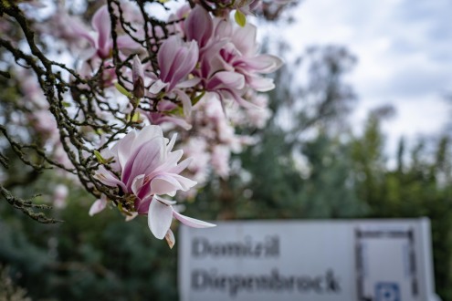 2024-03-21_Magnolienblüte-0026