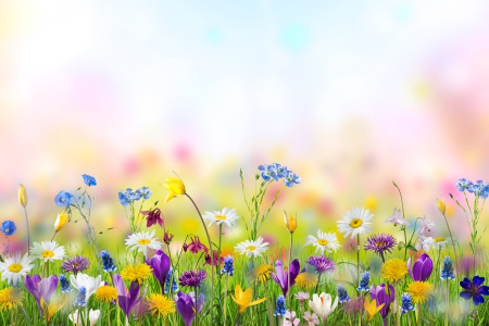 Flower meadow