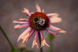 The area is buzzing and humming: bees, bumblebees and other insects are flitting about amongst the perennials and flowers The area is buzzing and humming: bees, bumblebees and other insects are flitting about amongst the perennials and flowers