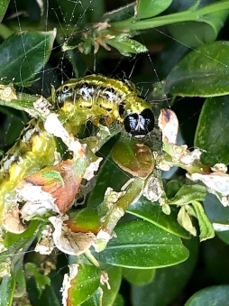  The caterpillars of the box tree moth cause problems for box trees. 