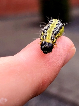  The caterpillars of the box tree moth are on the move again and - nomen est omen - prefer to eat box tree leaves. 