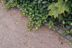 The paths in the Bocholt cemetery are partly renewed A sustainable and material-saving method is used, in which the surface course is milled off and recompacted.