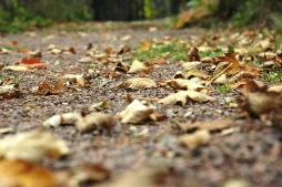 Autumn leaves on the road The ESB will be offering additional leaf bins again from the end of September.