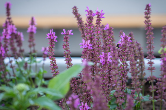 Insect-friendly plants attract bees