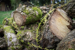  There is now a forest nature trail at Vossenpand in Mussum.  