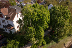 The two horse chestnut trees at the former VHS building were inspected by experts The two horse chestnut trees at the former VHS building were inspected by experts