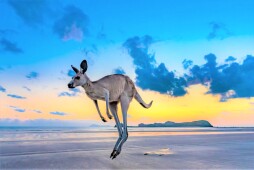 Australia_Kangaroo With around 50 million animals across the country - twice the population - kangaroos are Australia's most easily spotted native animals.