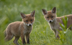  Most people find young fox cubs cute. Even in our big cities, foxes are sighted again and again, because the fox is a so-called cultural successor.   