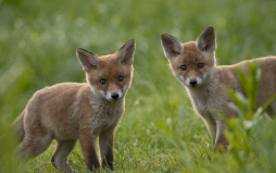 Fox cubs Most people find young fox cubs cute. Even in our big cities, foxes are sighted again and again, because the fox is a so-called cultural successor.