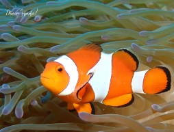 Clownfish Caught on camera by Marion Harder: The clownfish. This colourful sea creature became world-famous thanks to \