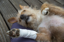  Is this a professionally applied bandage? Expert Britta Günther shows you how to do it properly in her 1st aid course for dog lovers. 