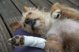 Dog_First_Aid_Paus_Zweil_068039 (3) Is this a professionally applied bandage? Expert Britta Günther shows you how to do it properly in her 1st aid course for dog lovers.