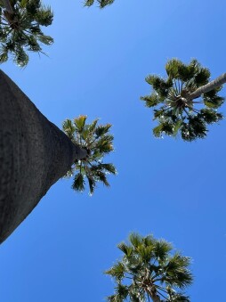  Spanish palms 