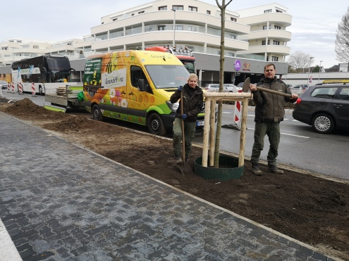 Nine white ash trees were planted at the Ostwall in Bocholt