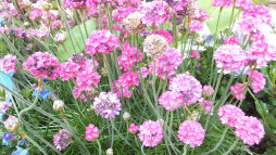  If you plant now, you can look forward to flowering plants on the roof in spring. 