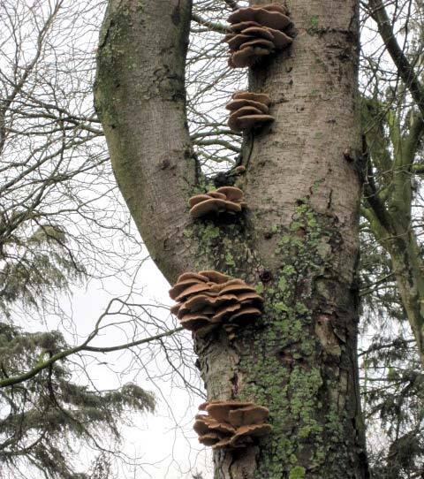 The beginning of the end of the tree: a fungal infestation with the oyster oidling