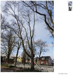  Four maple trees on Humboldtplatz have to be removed because they are diseased. 