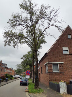  Four diseased ash trees are removed on Urbach Street for precautionary reasons. 