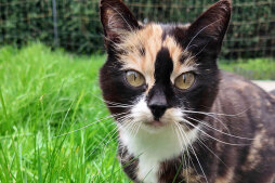 fundkatze_teaser