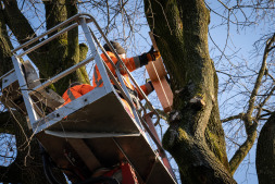  Mitarbeiter des Entsorgungs- und Servicebetriebs hängen mechanische Krähenklatschen auf, die durch ihr lautes Geräusch Krähen vergrämen sollen. 