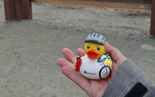 Ente in Alaska Ente in Alaska