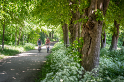 hohe-mark-radroute-allee-stratmann-04329