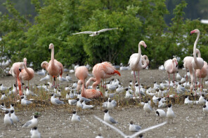 Zwillbrock_BSZ_Flamingos brütend_D5A2302_C.Rueckriem