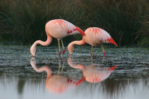 bochol_tourismus_radeln_Titelfoto Flamingoroute