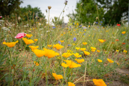 2023-06-22_Gruene-Mitte-Wildblumen-003