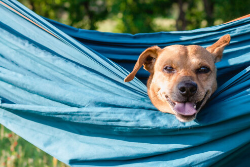 hund3