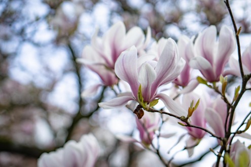 2024-03-21_Magnolienblüte-0010